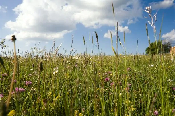 article new ehow images a07 3v 2k relieve hayfever 800x800