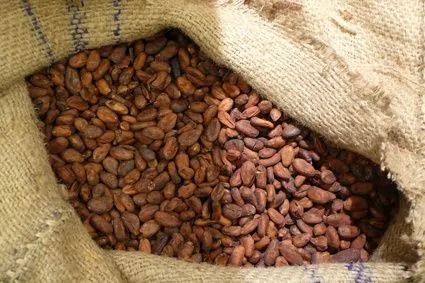 article new ehow images a07 aj qc ferment cacao beans 800x800