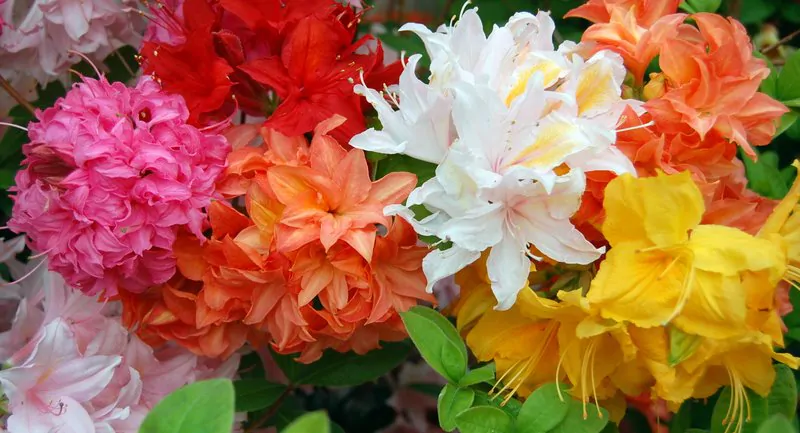 azaleas1