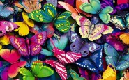 butterfly  background 90007 1