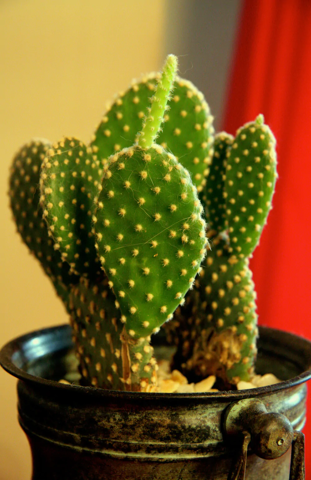cactus3