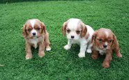 cavalier king