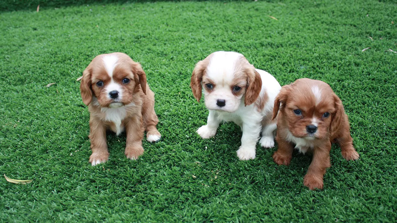 cavalier king