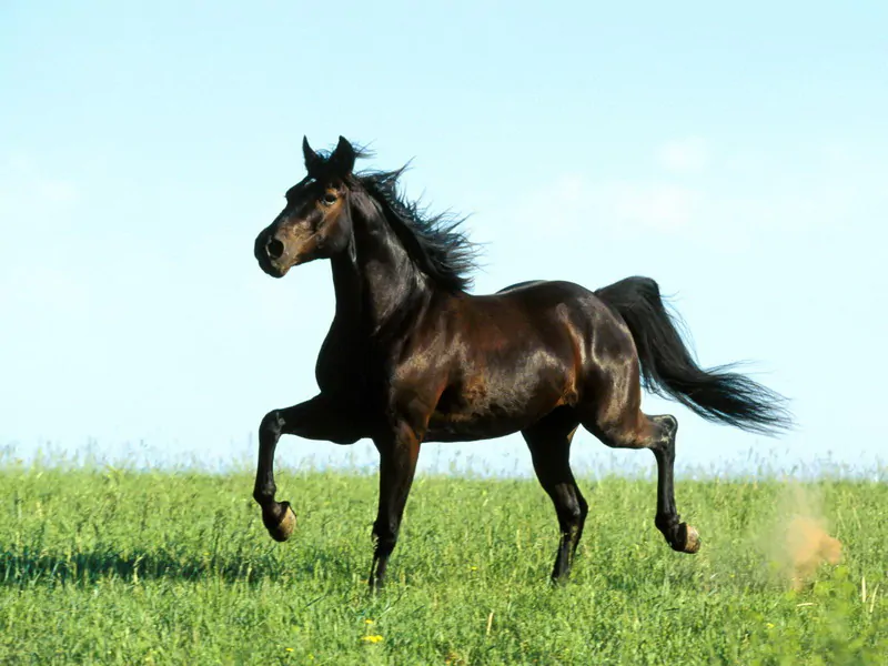 cavallo1