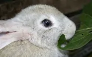 conigli masticare cavi