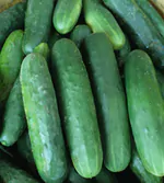 early fortune cucumbers