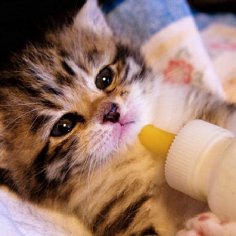 Quanto vive un gatto senza mangiare Quanto vive un gatto senza mangiare
