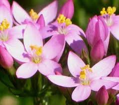Quali sono fiori di Bach per dormire