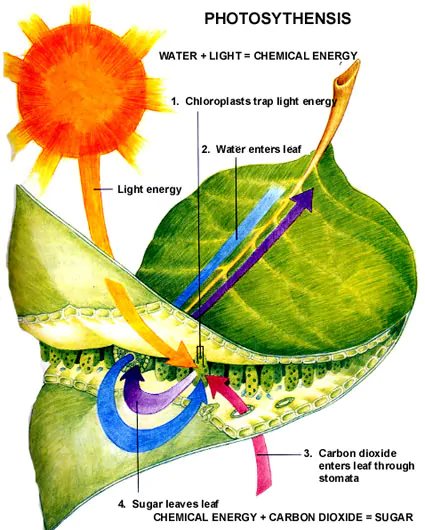 foglia