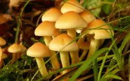 fungi13