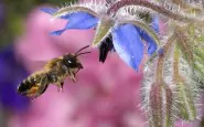 hovering honey bee normal