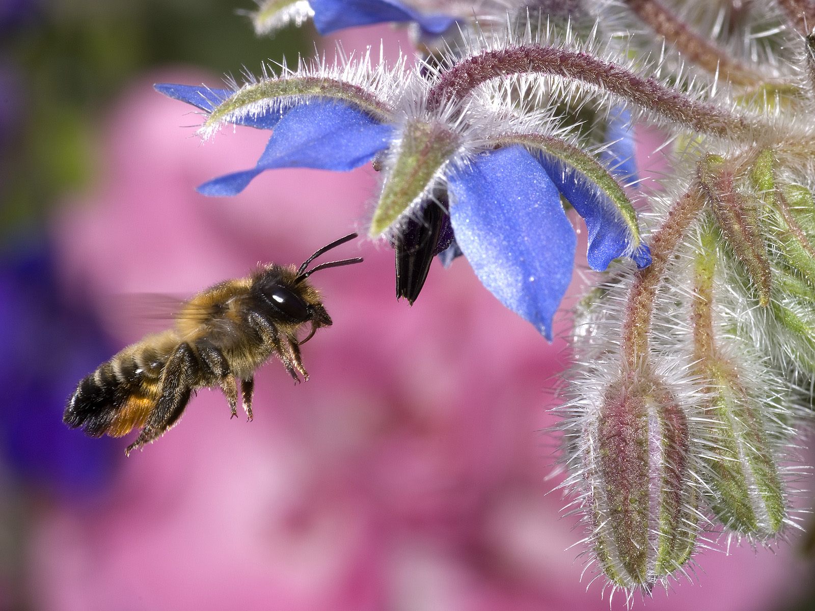 hovering honey bee normal