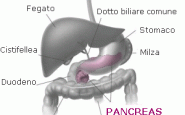 pancreas