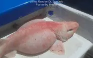 pesce alieno in messico