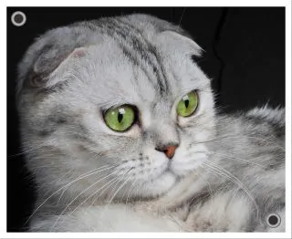 scottish fold