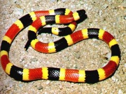I 6 animali più fraintesi del pianeta Notizie.it I 6 animali più fraintesi del pianeta Notizie.it