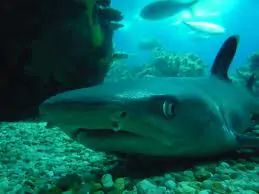 squali