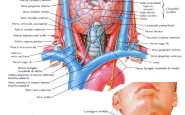 tiroide in proiezione anteriore