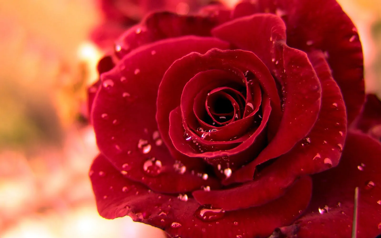 valentine roses wallpapers backgrounds 3