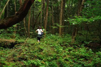 Aokigahara forest 031