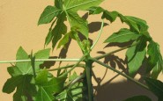 Come Coltivare la Papaya