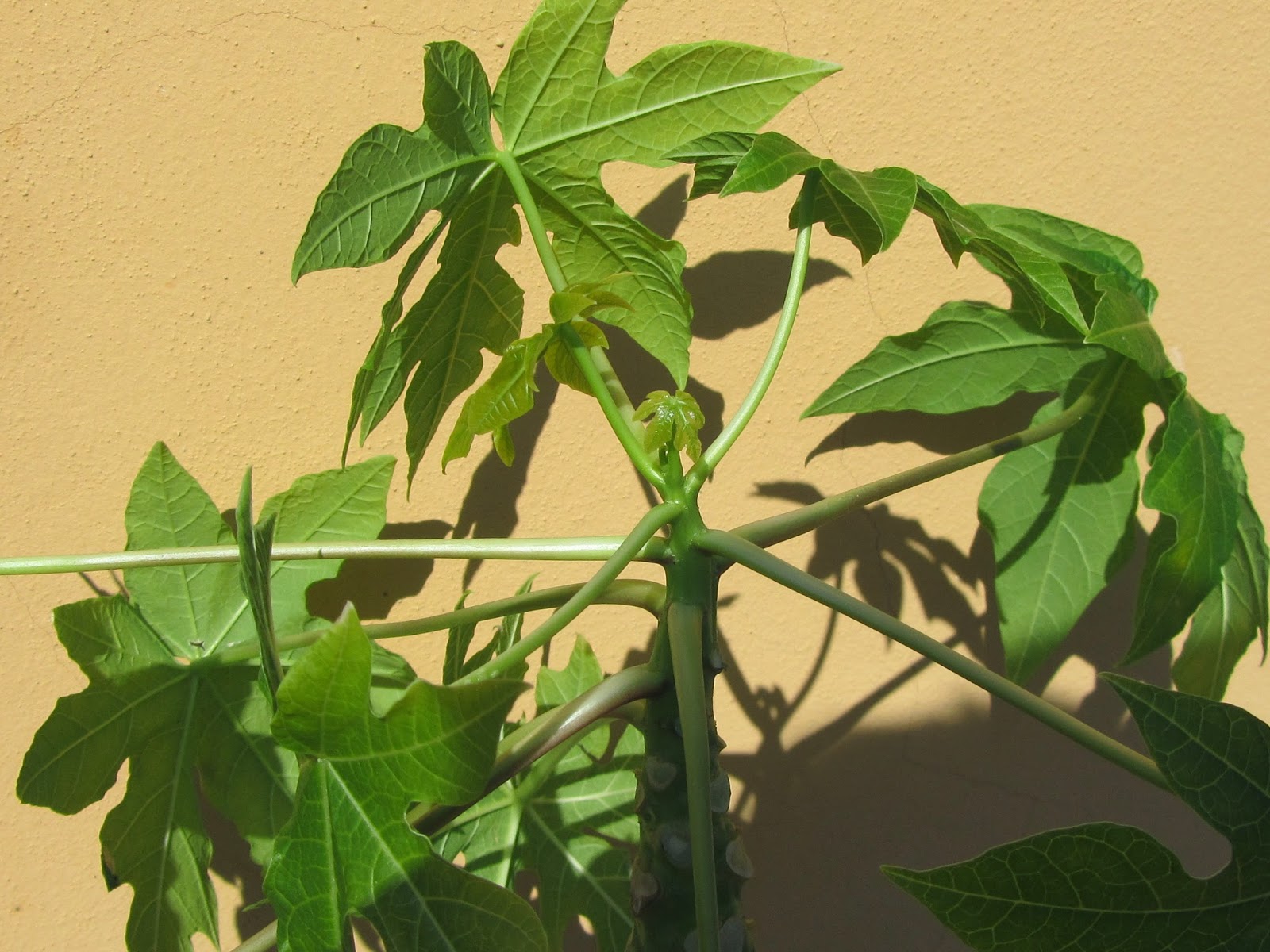 Come Coltivare la Papaya Come Coltivare la Papaya