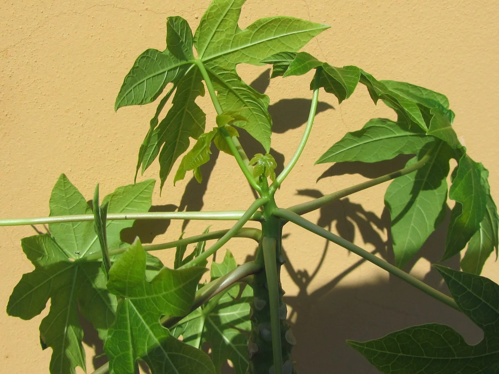 Come Coltivare la Papaya