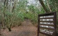 La foresta dei suicidi in Giappone3 185x1151