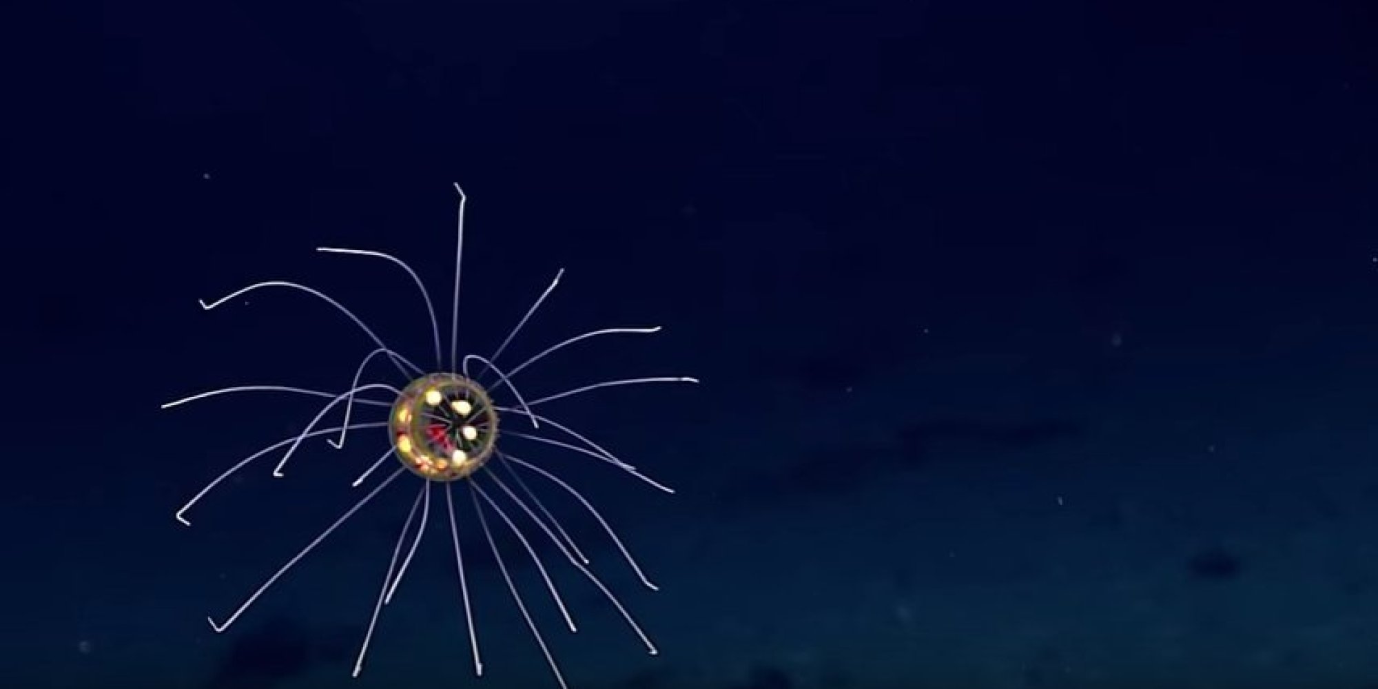 La fossa delle Marianne e la medusa aliena
