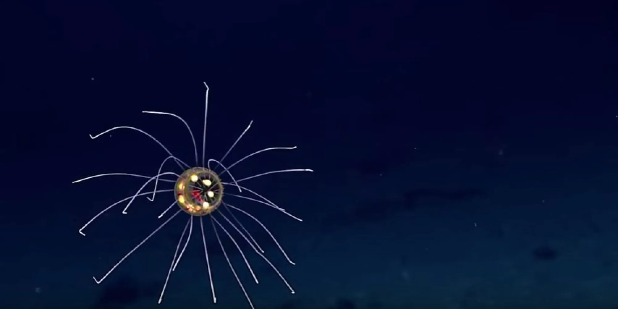 La fossa delle Marianne e la medusa aliena