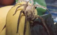 ragno nelle banane