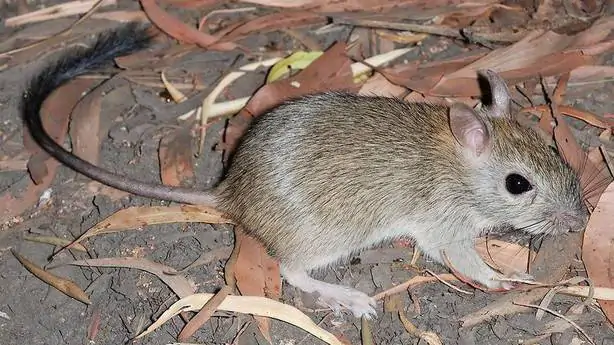 Il Melomys Rubicola, primo mammifero estinto a causa dei cambiamenti climatici