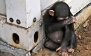 Una scimmia della stessa razza di quella che avrebbe causato il balckout di 3 ore in Kenya
