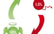 Il colesterolo cattivo (Ldl) e quello buono (Hdl)
