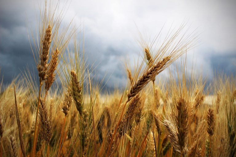 grano
