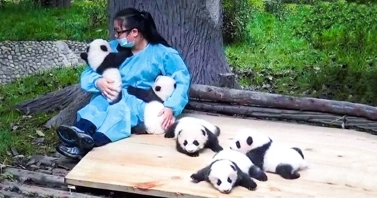 Il lavoro migliore del mondo diventare un “abbraccia-panda” professionista