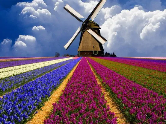 Uno dei tipici paesaggi della campagna olandese