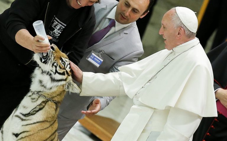 papa spaventa una tigre