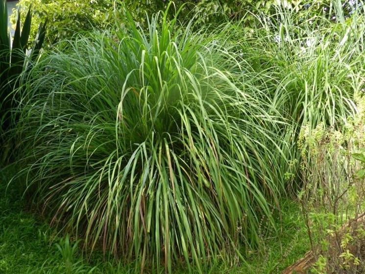 citronella coltivare citronella coltivare