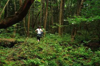 1024px Aokigahara forest 03