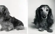 Amanda Jones Dog Years photography book then and now 03
