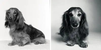 Amanda Jones Dog Years photography book then and now 03