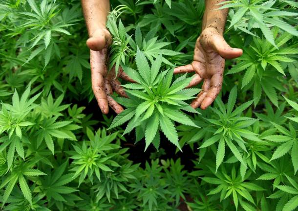 Cannabis dibattito in aula per la legalizzazione Cannabis: dibattito in aula per la legalizzazione