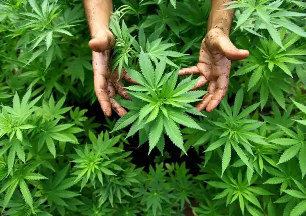 Cannabis: dibattito in aula per la legalizzazione