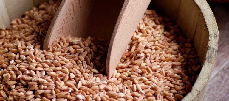 Farro perlato o integrale: differenze e proprietà