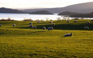 Pecore alle Faroe