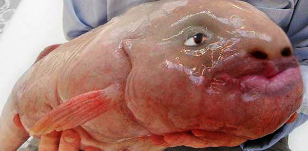 Pesci dal volto umano