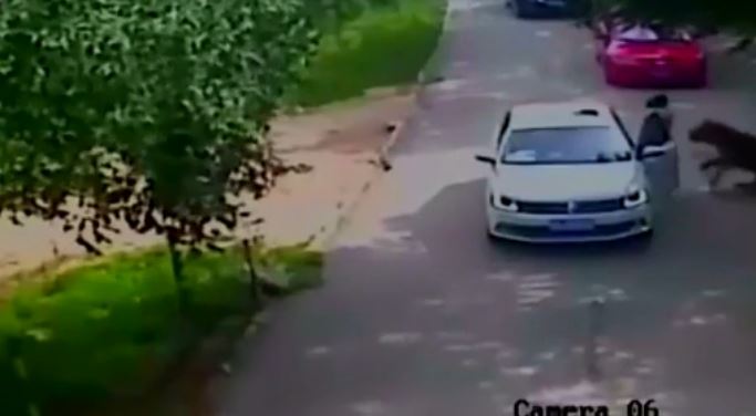 aggredita dalla tigre