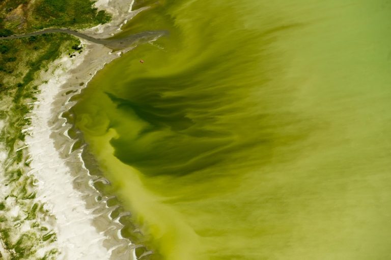 alga killer