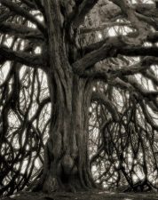ancient-trees-beth-moon-18